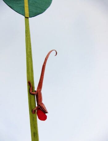 Anolis2CU2best
