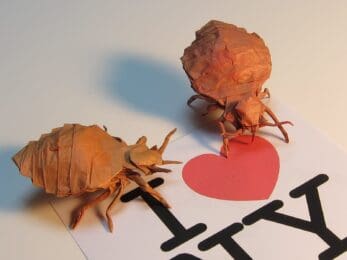 bedbug1